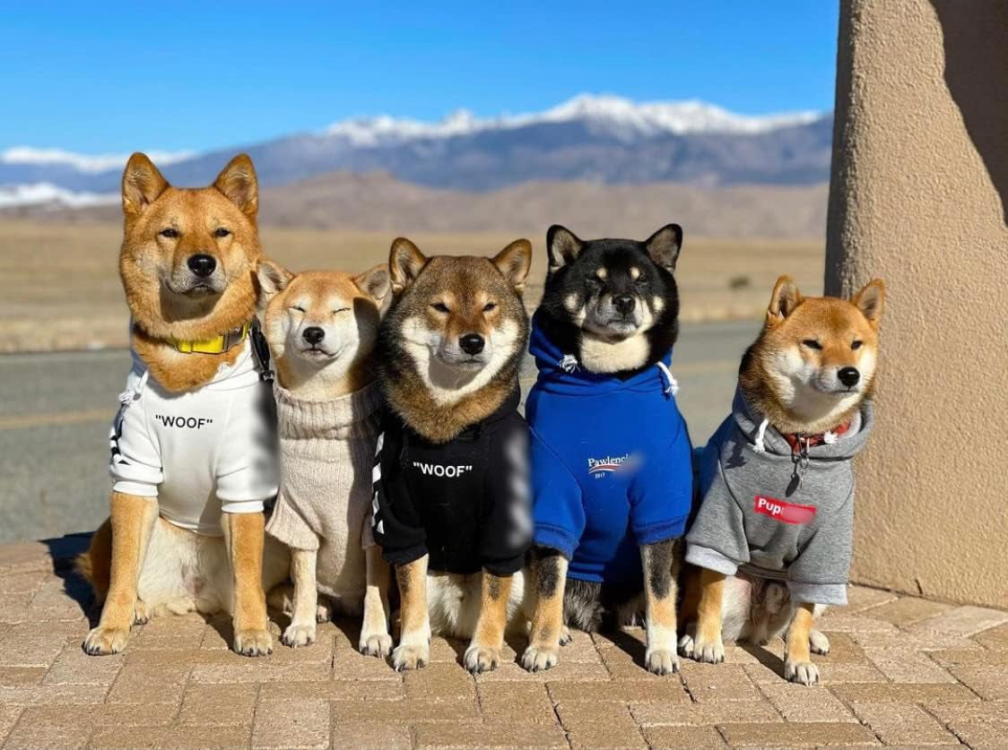 Stylish Blue Dog Sweatshirt Tracksuit for Small to Medium Pets - Includes Cat Hoodies and Dog Outfits (Size XL)