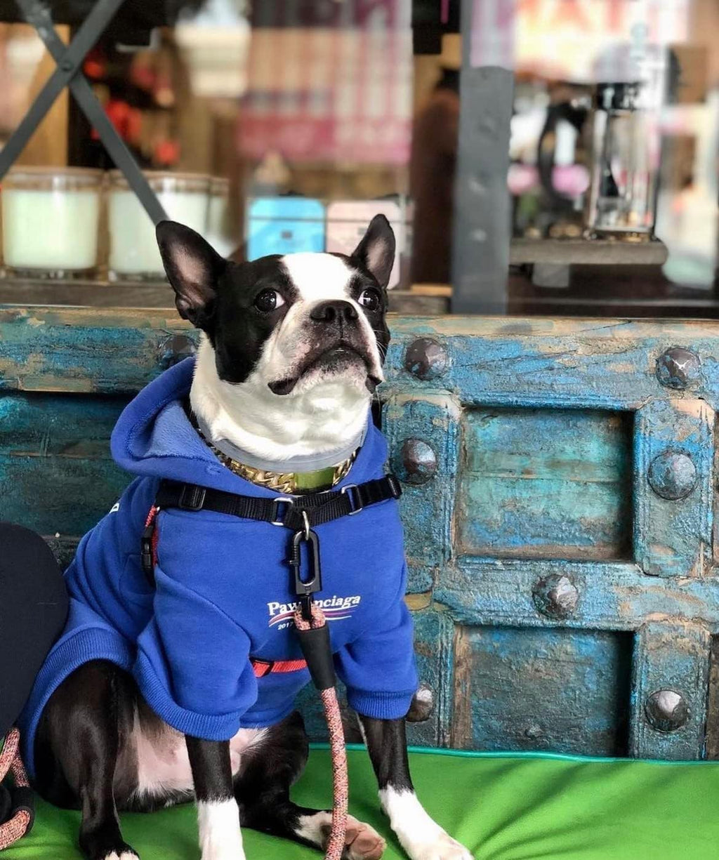 Stylish Blue Dog Sweatshirt Tracksuit for Small to Medium Pets - Includes Cat Hoodies and Dog Outfits (Size XL)