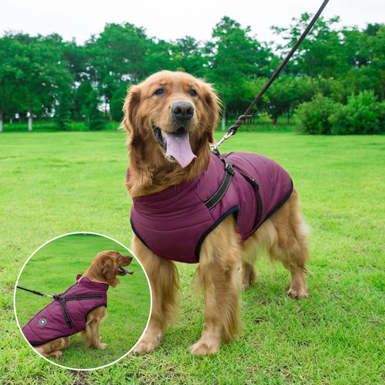 2-in-1 Windproof and Waterproof Dog Jacket for Winter - Cold Weather Coat with Harness, Purple, Size S