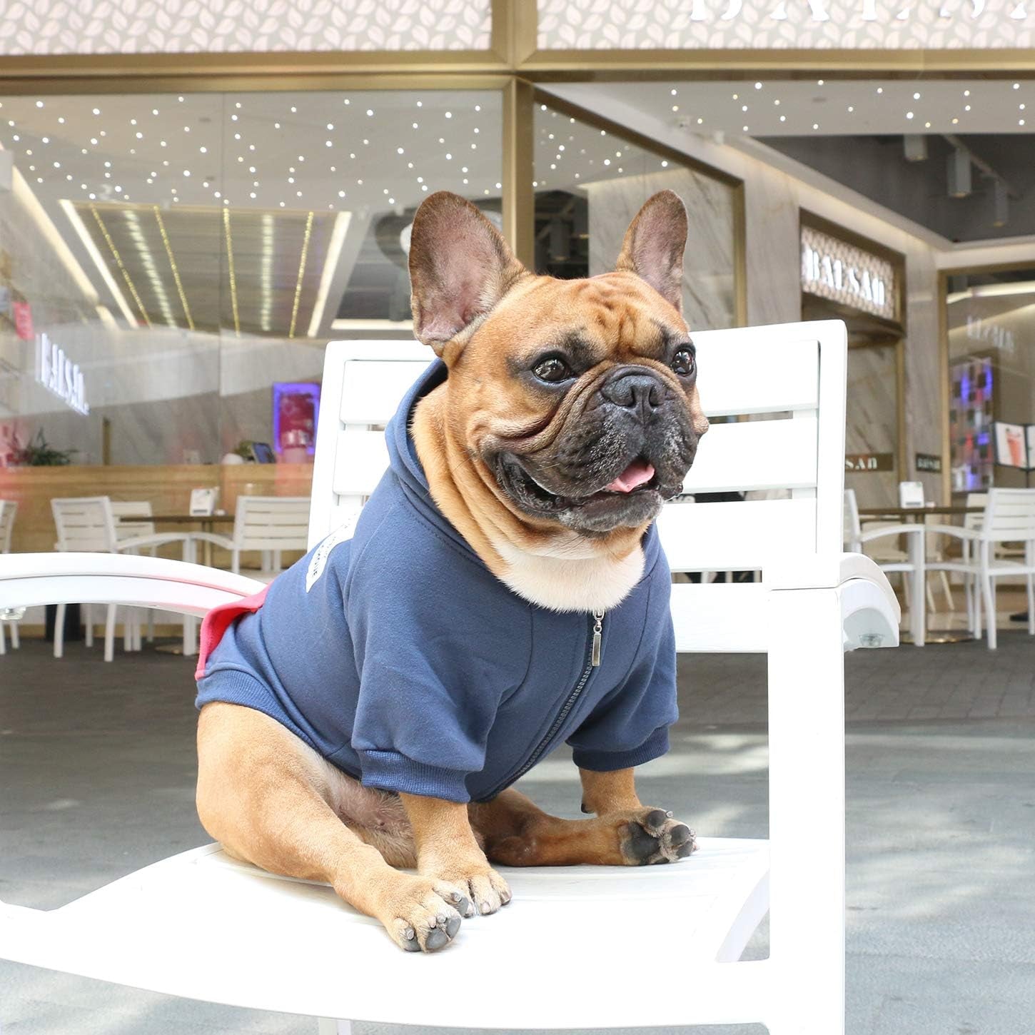 Navy Blue Zipper Pocket Hoodie for French Bulldogs and Pugs - Small Size