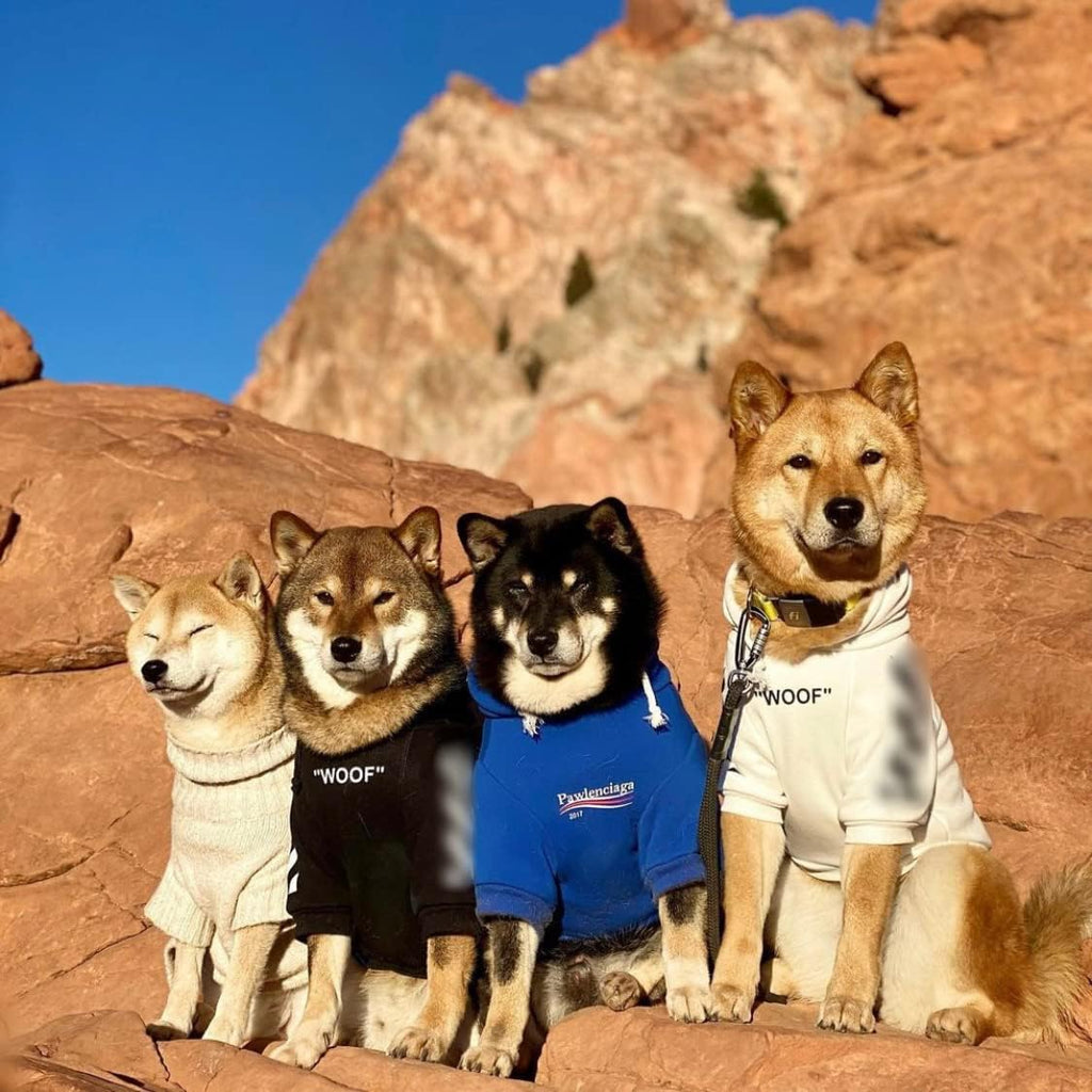 Stylish Blue Dog Sweatshirt Tracksuit for Small to Medium Pets - Includes Cat Hoodies and Dog Outfits (Size XL)