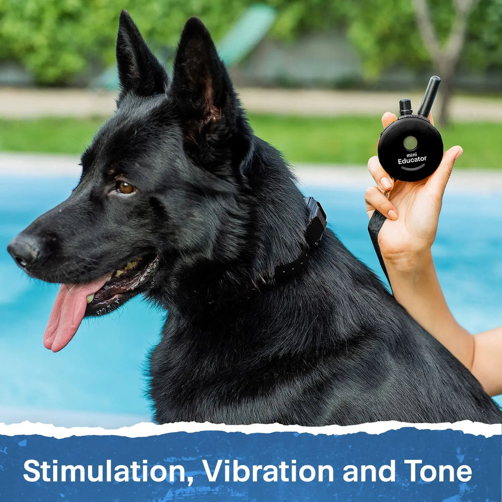 Mini Educator ET-300 Remote Dog Training Collar Black by E-Collar Technologies | 1/2 Mile Range Waterproof Biothane Collar with LED Light – 1–100 Wide Pulse Stimulation Levels – Behavior Control Tool for Dogs 8 Lbs+