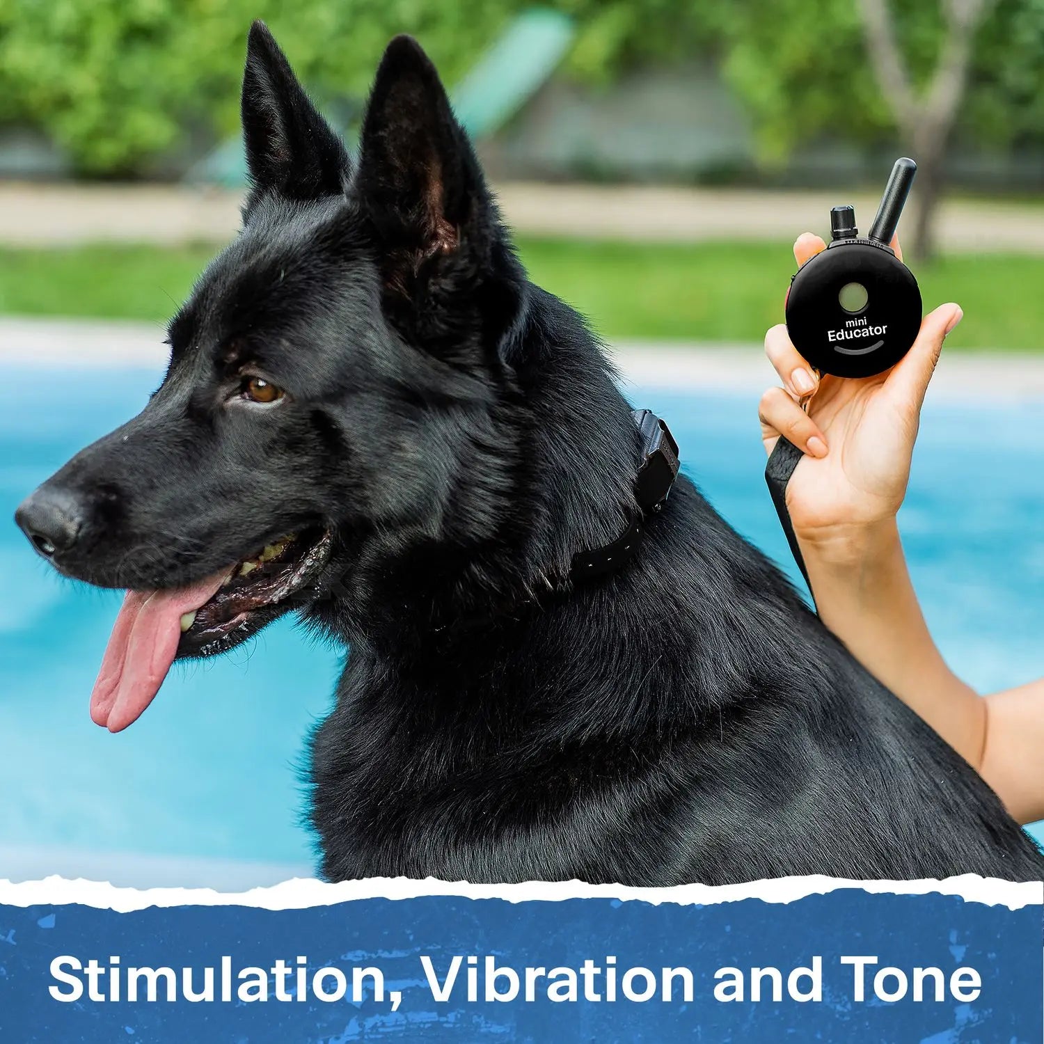 Mini Educator ET-300 Remote Dog Training Collar Black by E-Collar Technologies | 1/2 Mile Range Waterproof Biothane Collar with LED Light – 1–100 Wide Pulse Stimulation Levels – Behavior Control Tool for Dogs 8 Lbs+