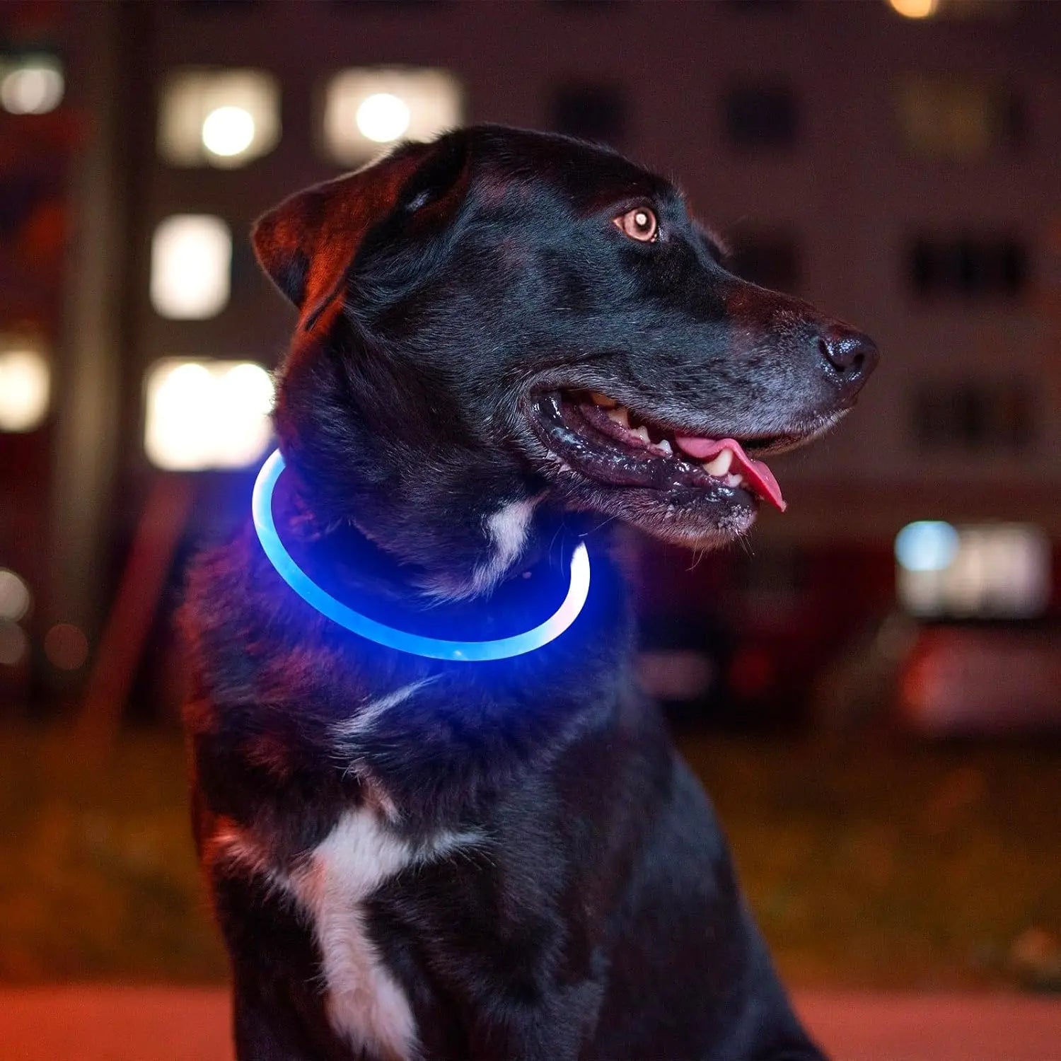Led Dog Collar, USB Rechargeable Flash Dog Necklace Light, Pet Safety Collar Makes Your Beloved Dogs Be Seen at Night for Small Medium Large Dogs(Red/Blue)